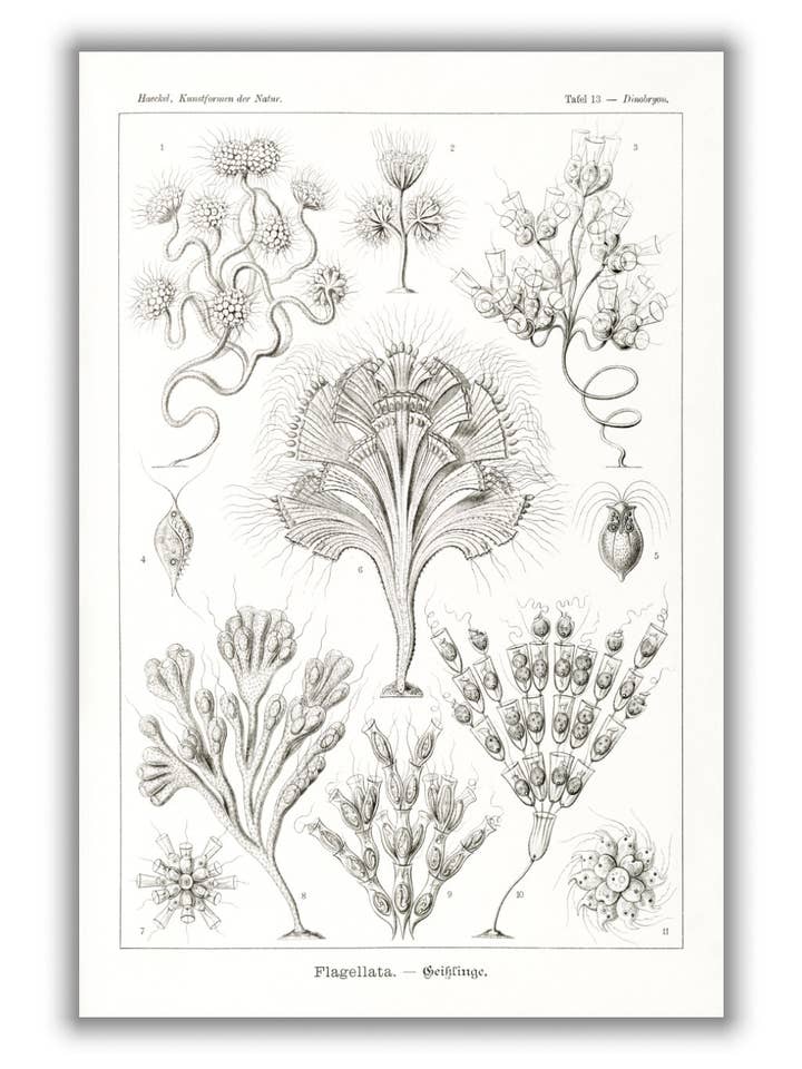 Flagellata-Geiklinge di Ernst Haeckel per la vendita all'ingrosso da parte di Stanley Print House