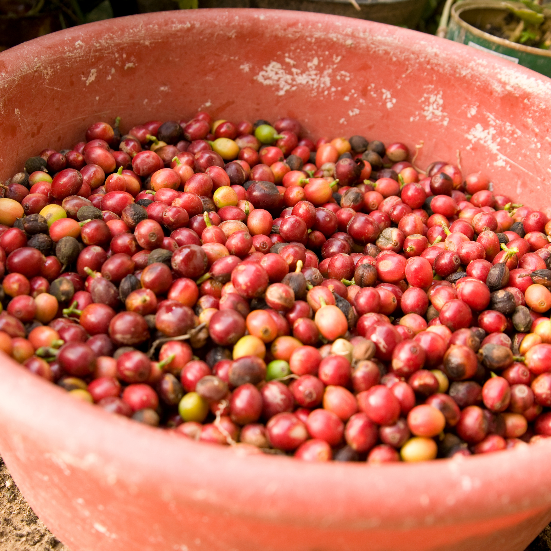 Sightseer Coffee Roasters - Wholesale Coffee Beans - Season of the Witch - Dark(ish) Colombia3