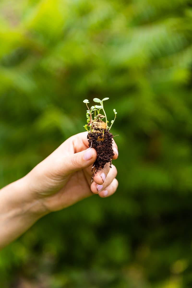 Blossombs - Vendita all'ingrosso Semi di piante - Thank You For Letting Me Grow - Scatola regalo biologica4