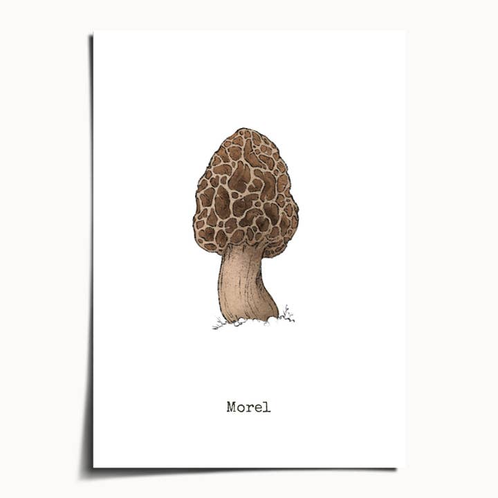 The Ugly Cat Studio - Wholesale Art Print - Morel Mushroom - Botanical Art Poster Print