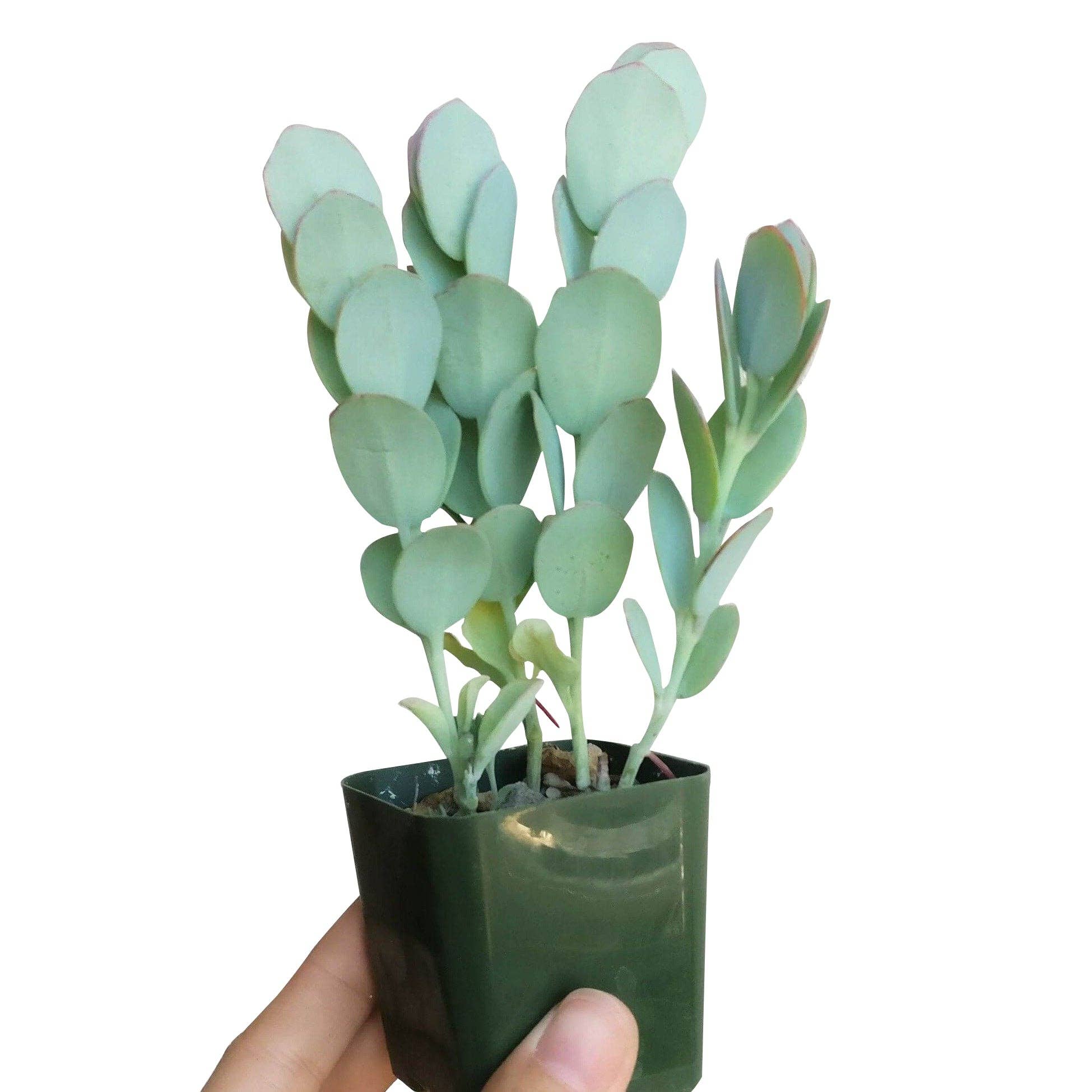 Best Plant Friend - Wholesale Succulent - Kalanchoe marnieriana - Marnier's Kalanchoe2