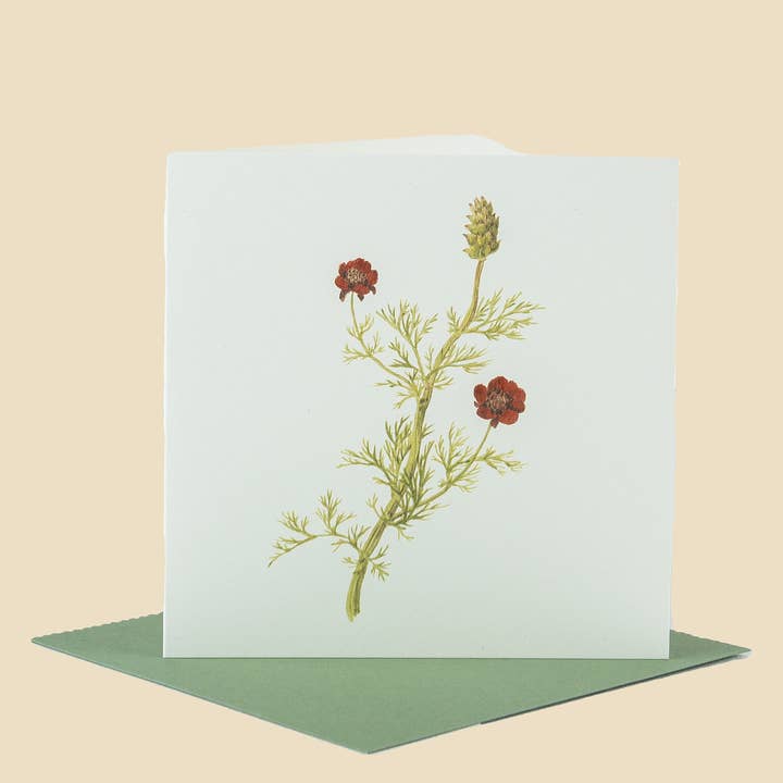 Sophia Davenport - Wholesale Everyday Greeting Card - Wildflower Greeting Cards and Notelets6