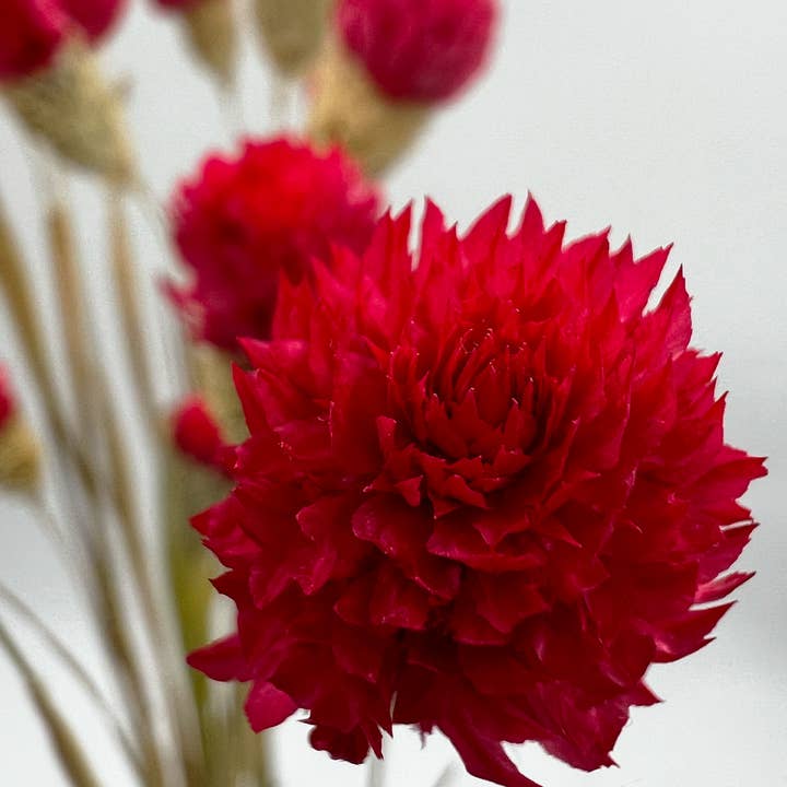 2626 Designs - Wholesale Dried/Pressed Flowers - Dried Gomphrena Globosa, 22-24" long ,16 pcs/bunch