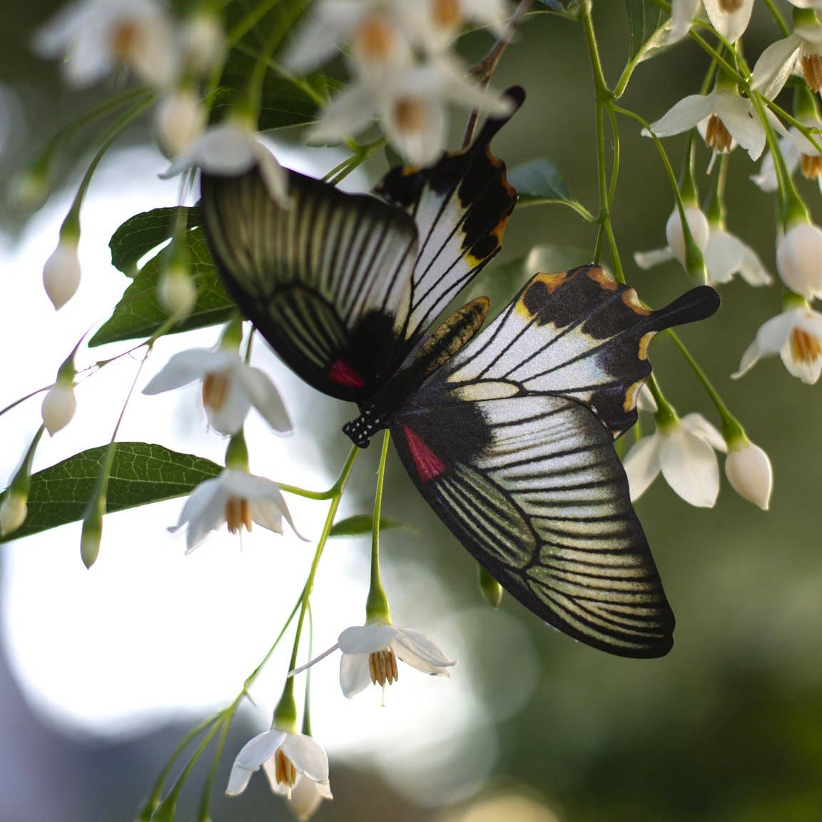 Moth and Myth - Wholesale Craft Supplies - 'Basra' Butterfly 3 piece Set3