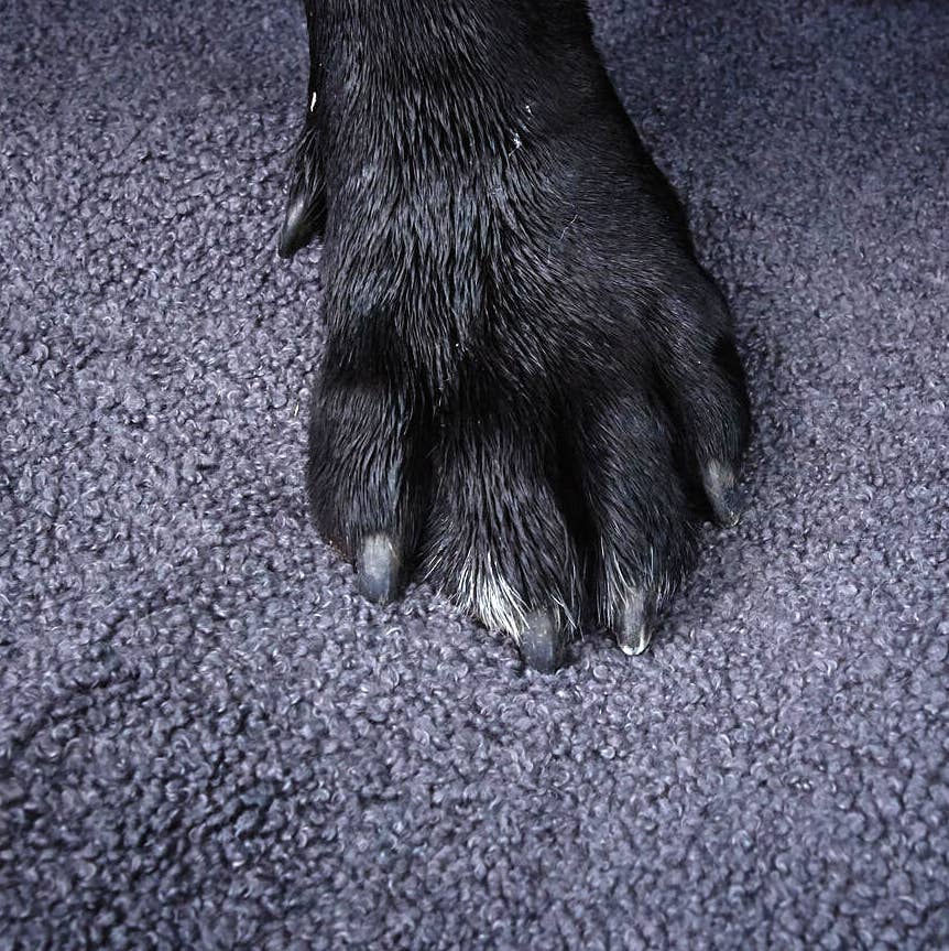 LABONI - Volentis GmbH - Vente Panier – chien - Lit classique pour animaux TEDDY5