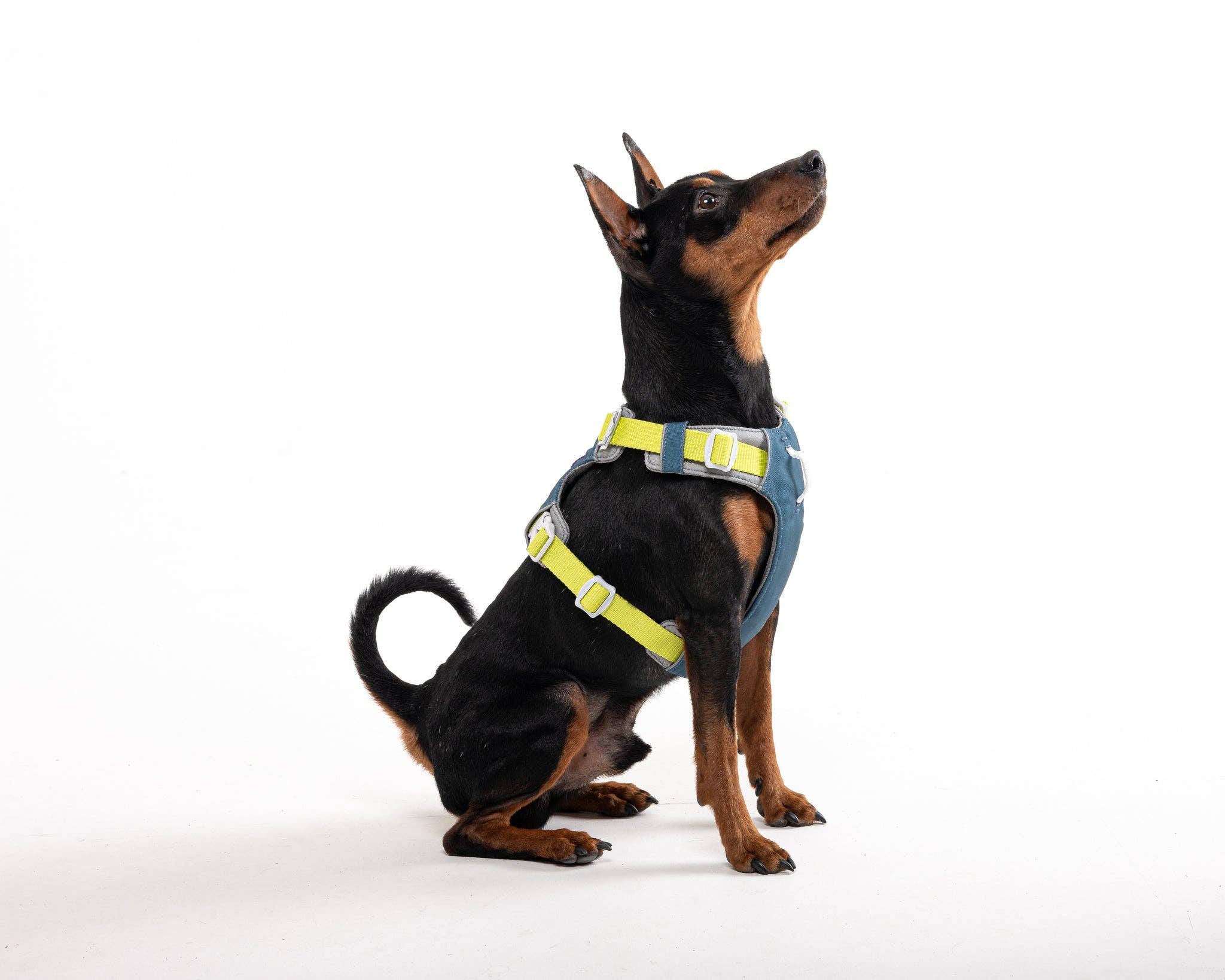 Woolly Wolf - Wholesale Pet Harness - Dog - Alpha 360 Dog Harness Deep Teal Mix Recycled (RPET)5