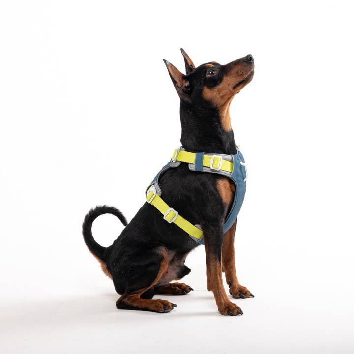 Woolly Wolf - Wholesale Pet harness – Dog - Alpha 360 Dog Harness Deep Teal Mix Recycled (RPET)5