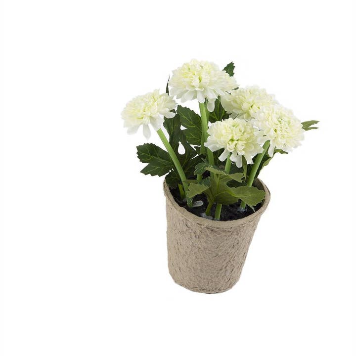Closer2Nature – wholesale Artificial flowers – Artificial 18cm White Chrysanthemum Plant with Gift Box8