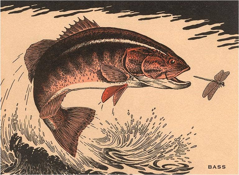 Found Image Press - Wholesale Postcard - Postcard WD-09 Woodcut of Bass0