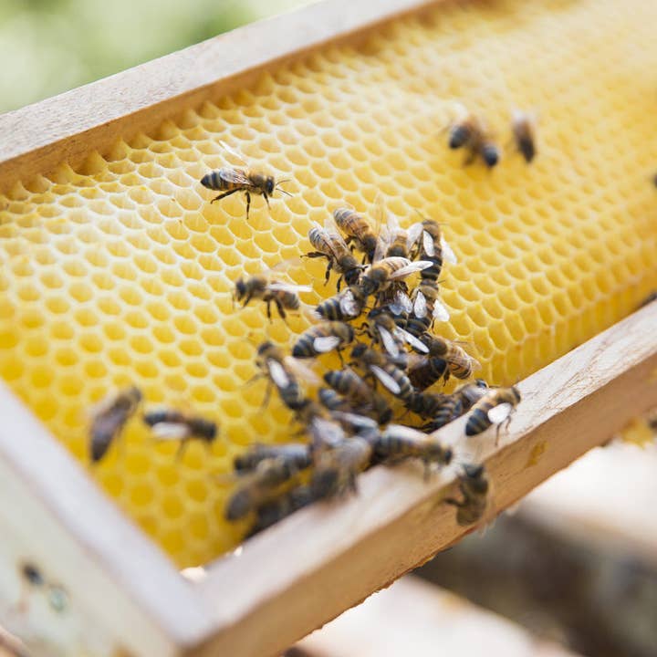 little bee fresh - Wholesale Healing Salve/Balm/Cream - Royal Jelly - 60 pieces2