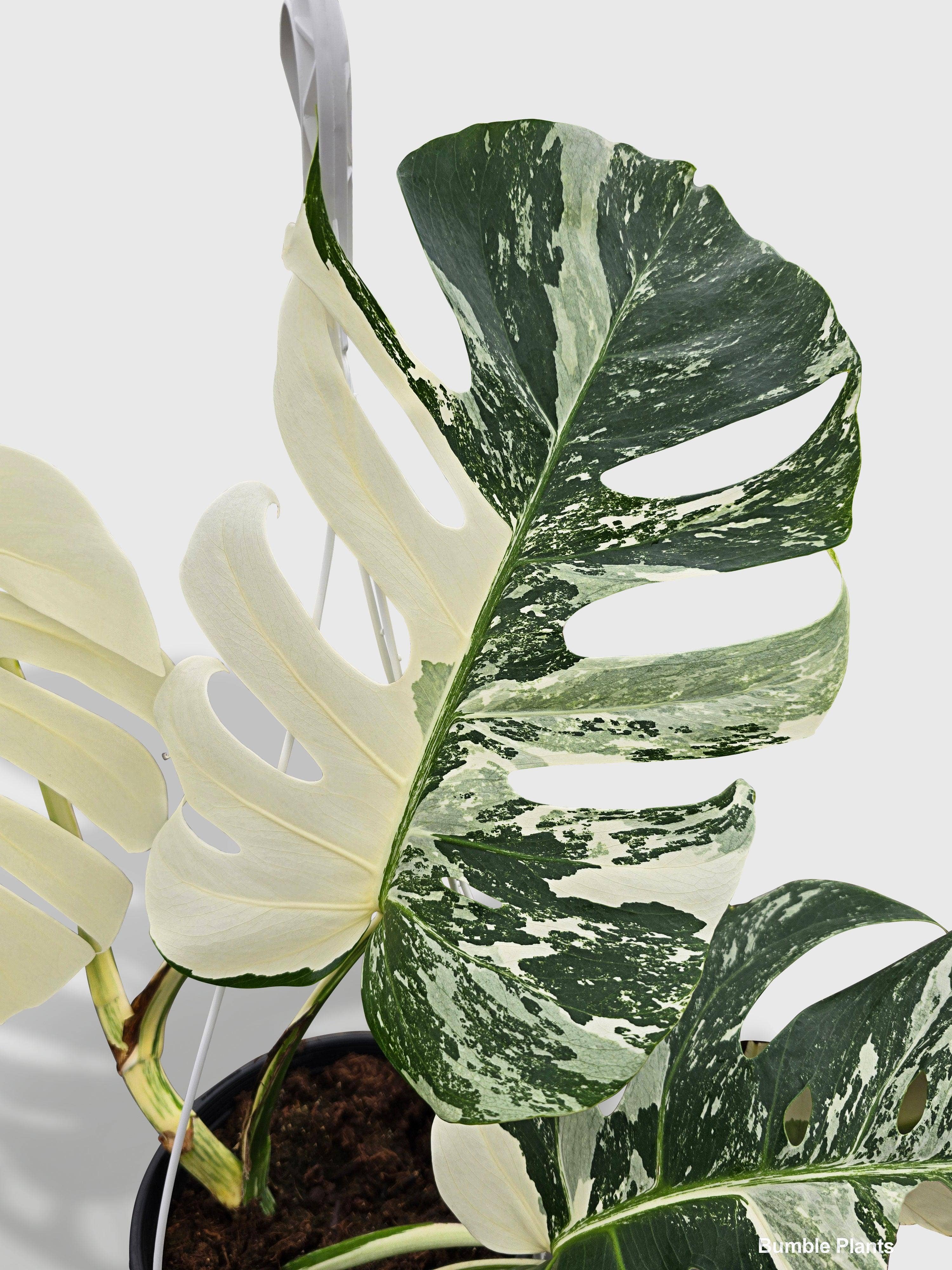 Bumble Plants - Vente Plante - Monstera Borsigiana Variegata Albo (Plante Mère Mature)8