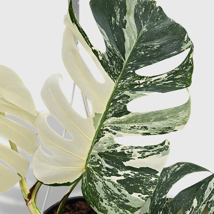 Bumble Plants - Vente Plante - Monstera Borsigiana Variegata Albo (Plante Mère Mature)8