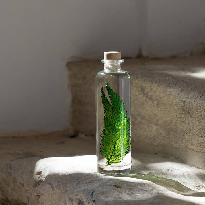 Theophile Berthon - Wholesale Live Plant - The Colombian Fern Herbarium - submerged plant1