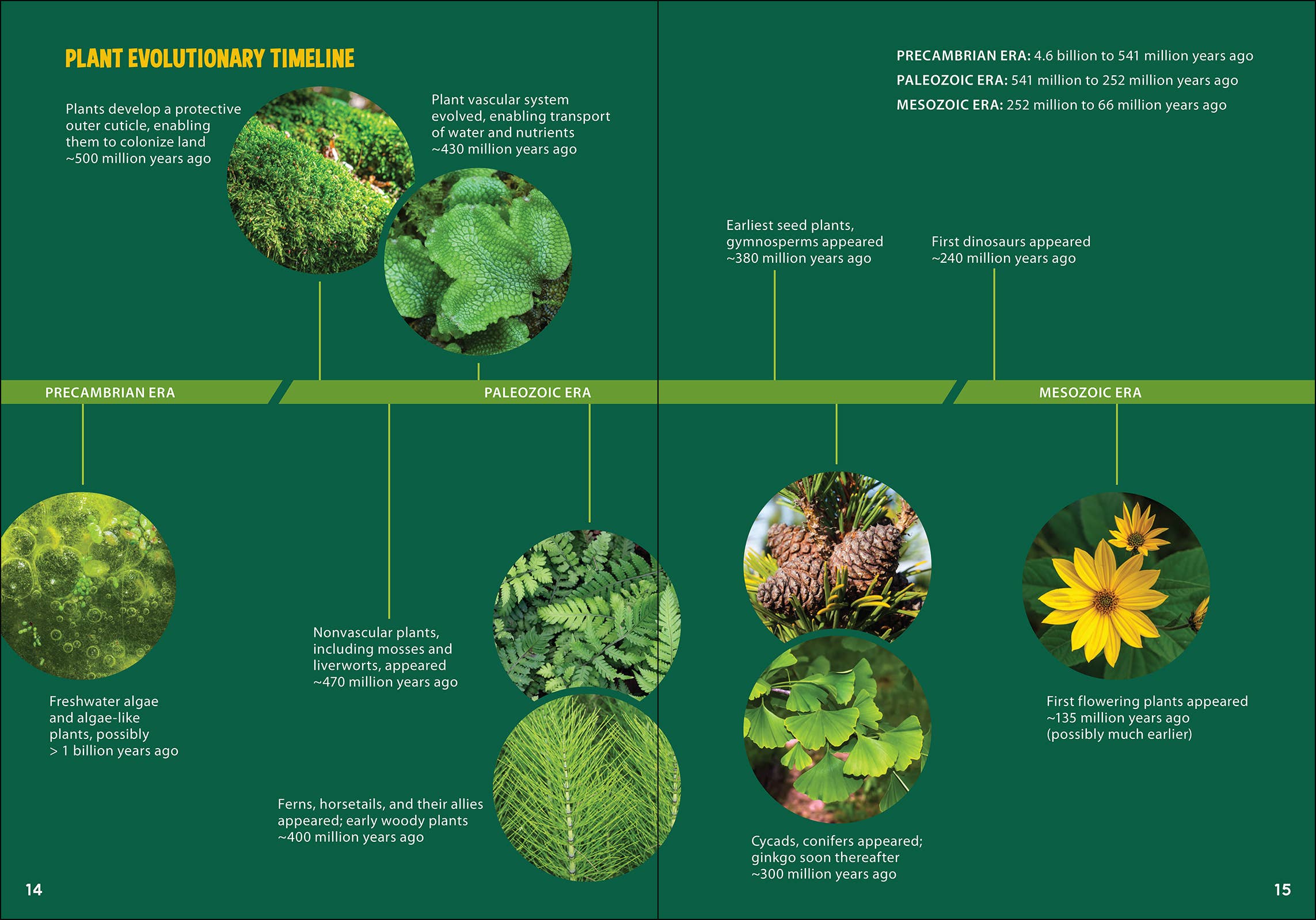 AdventureKEEN - Vente Nature et plein air - Pollinisateurs et plantes indigènes pour les enfants5