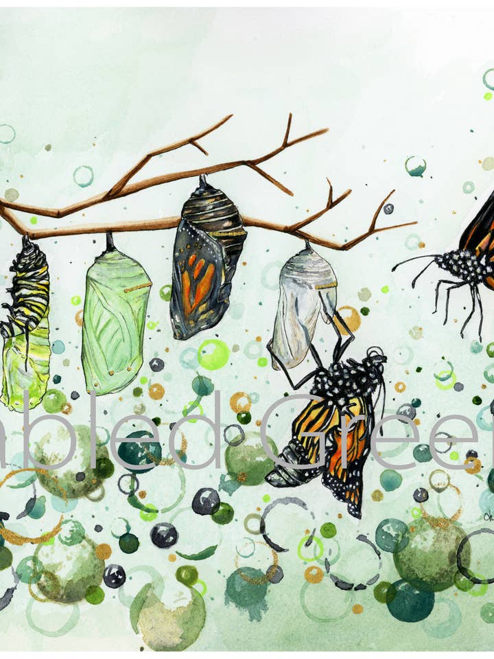 Levenscyclus van de Monarch Vlinder in Aquarel voor wholesale door Fabled Green