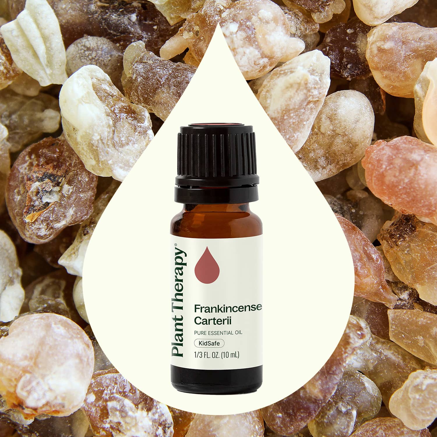 Plant Therapy - Wholesale Essential Oil - Frankincense Carterii Essential Oil 10 mL2