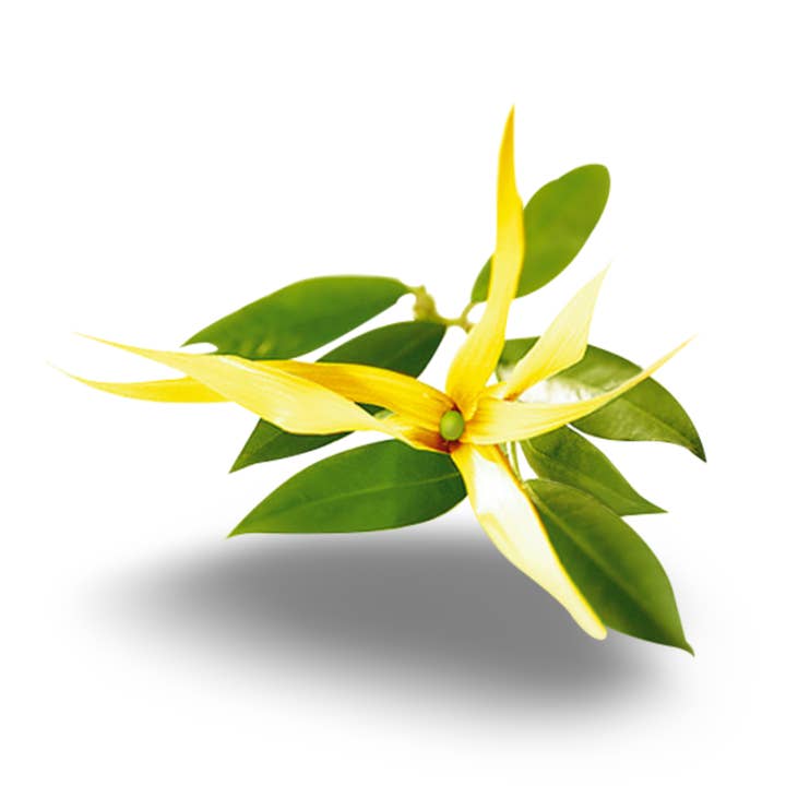 Huile essentielle -Ylang Ylang (Cananga Odorata) pour la vente par Arômes & Évasions
