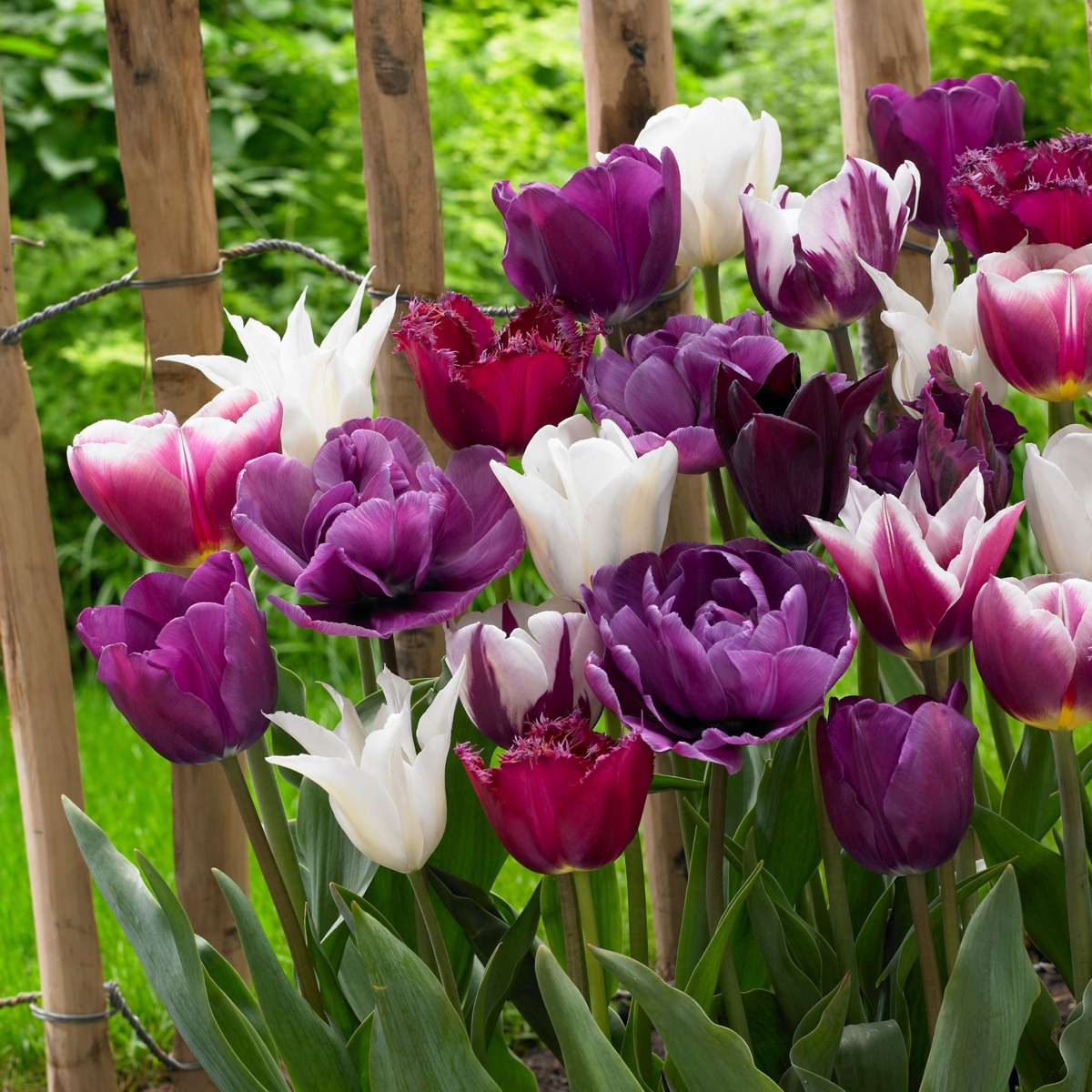 Oasis of Life - Wholesale Live Plant - Tulip bulbs 35 pieces – Tulipa Blueberry – Purple-Violet Garden Tulips – Flower bulbs for beds, balconies & pots – Spring bloomers – Hardy tulips with intense flower color4
