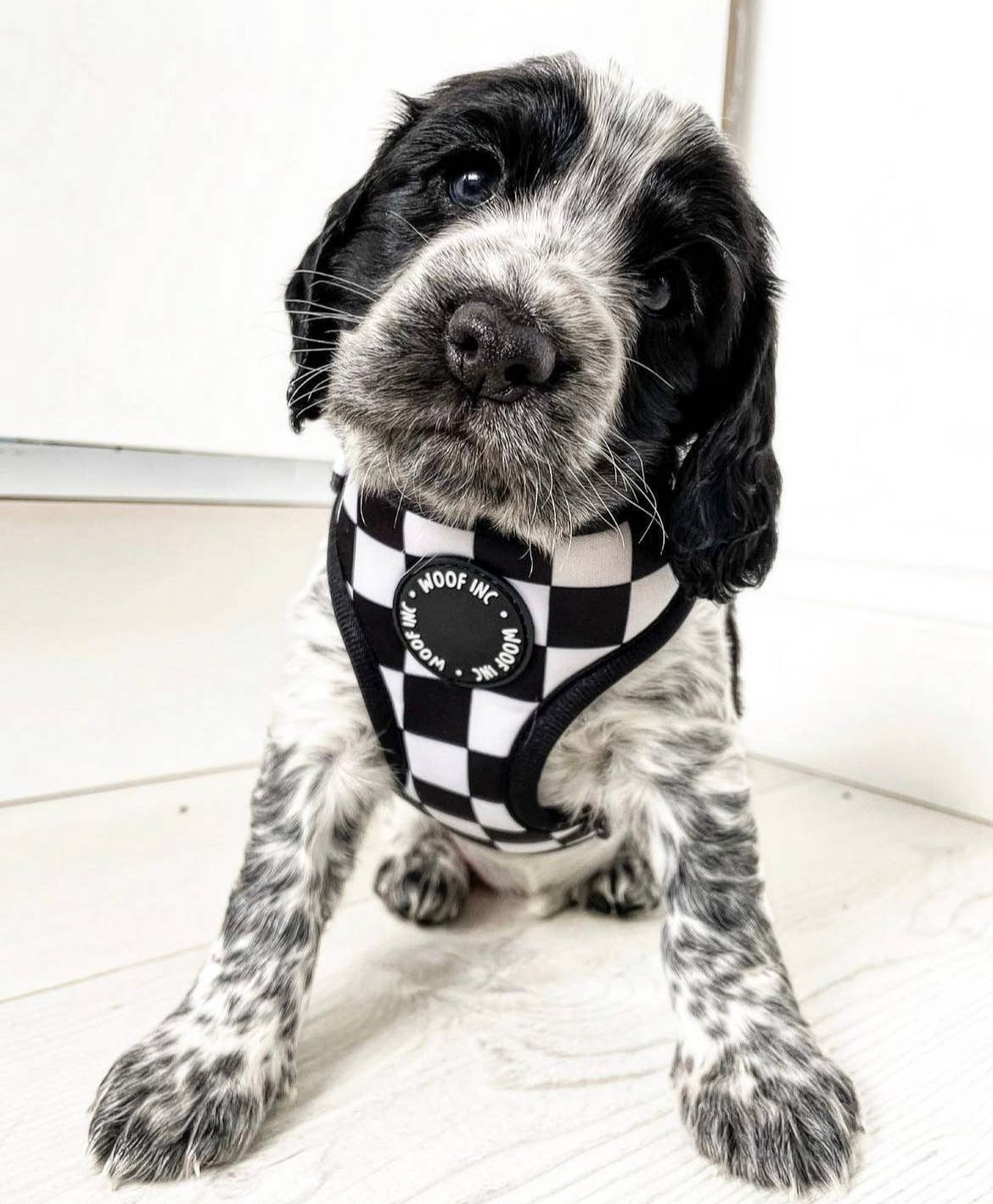 WOOF INC – Großhandel Haustiergeschirr – Hund – Verstellbares Hundegeschirr in Schwarz und Weiß mit Schachbrettmuster4