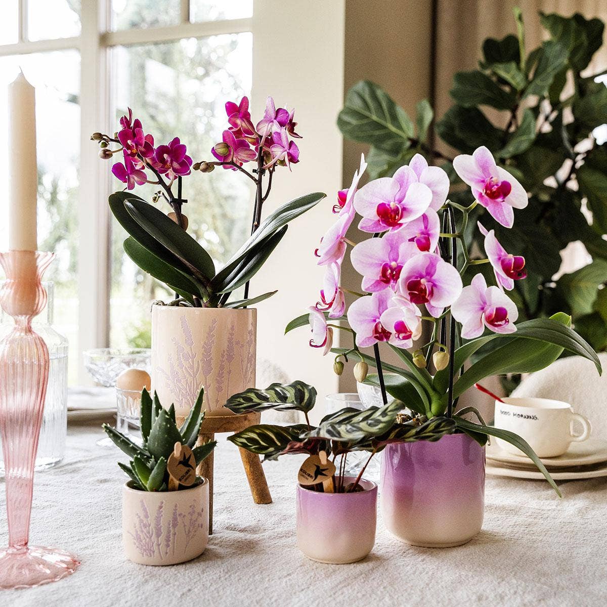 Oasis of Life - Vendita all'ingrosso Vasi per piante - Vaso di fiori Lavanda – Ø6 cm – Vaso decorativo per mini piante, succulente ed erbe aromatiche – Leggero e robusto – Vaso elegante in delicato viola per soggiorno, cucina e ufficio3