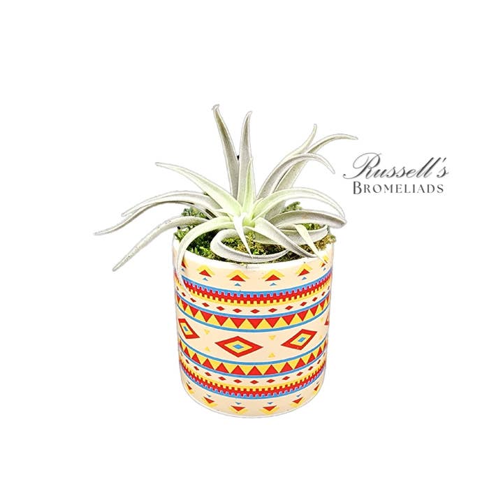Russell's Bromeliads - Wholesale Live Plant - Rainforest Collection - Full Pack