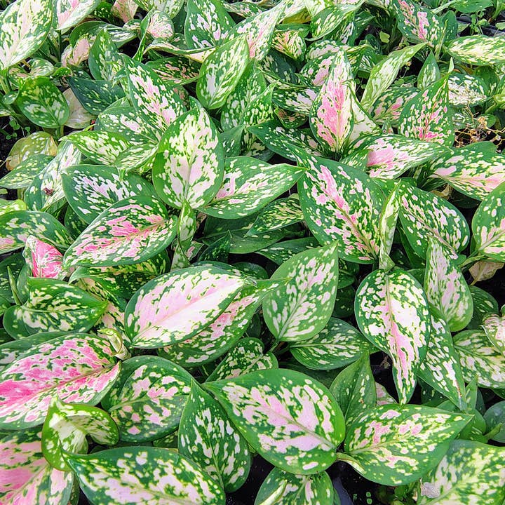 Aglaonema Star Pink for wholesale by Dick's Sticks and Exotics