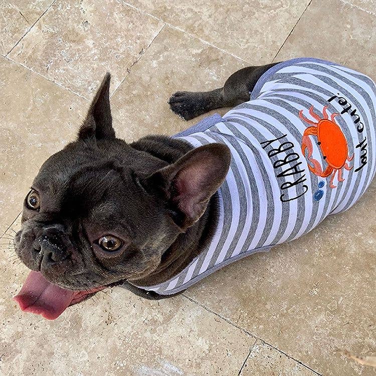 Parisian Pet® - Wholesale Pet Shirt - Dog - Crabby But Cute Tee – Funny & Adorable Dog T-Shirt for Pets4