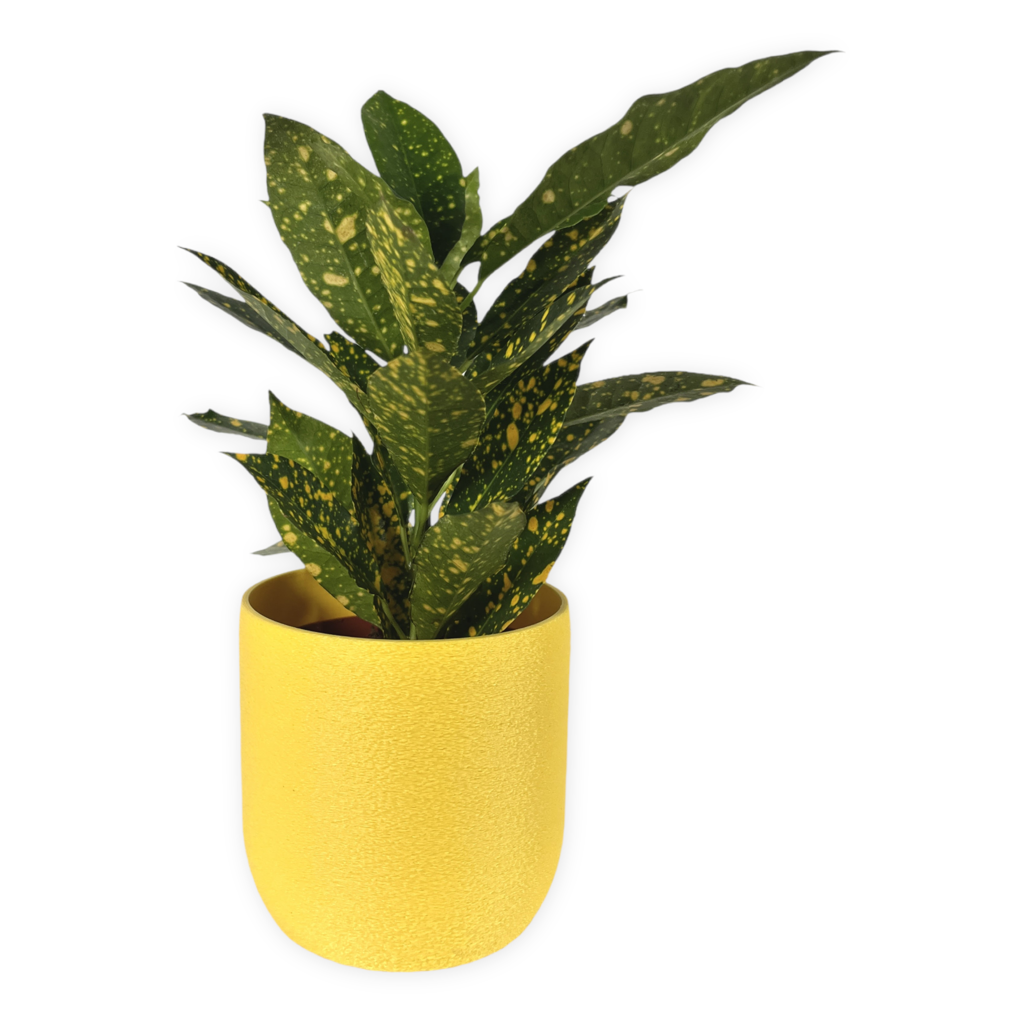 Leafprints.3d - Wholesale Plant Pot - The Moss – 4 Inch Cover Pot (No Drainage)3