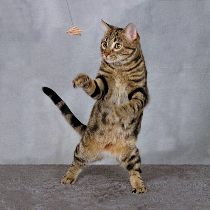 Cat Dancer Products, Inc. – wholesale Pet toy – Cat – Cat Dancer Interactive Cat Toy2