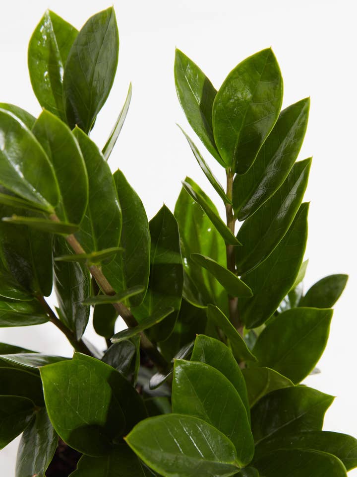 ZZ Plant for wholesale by Lively Root