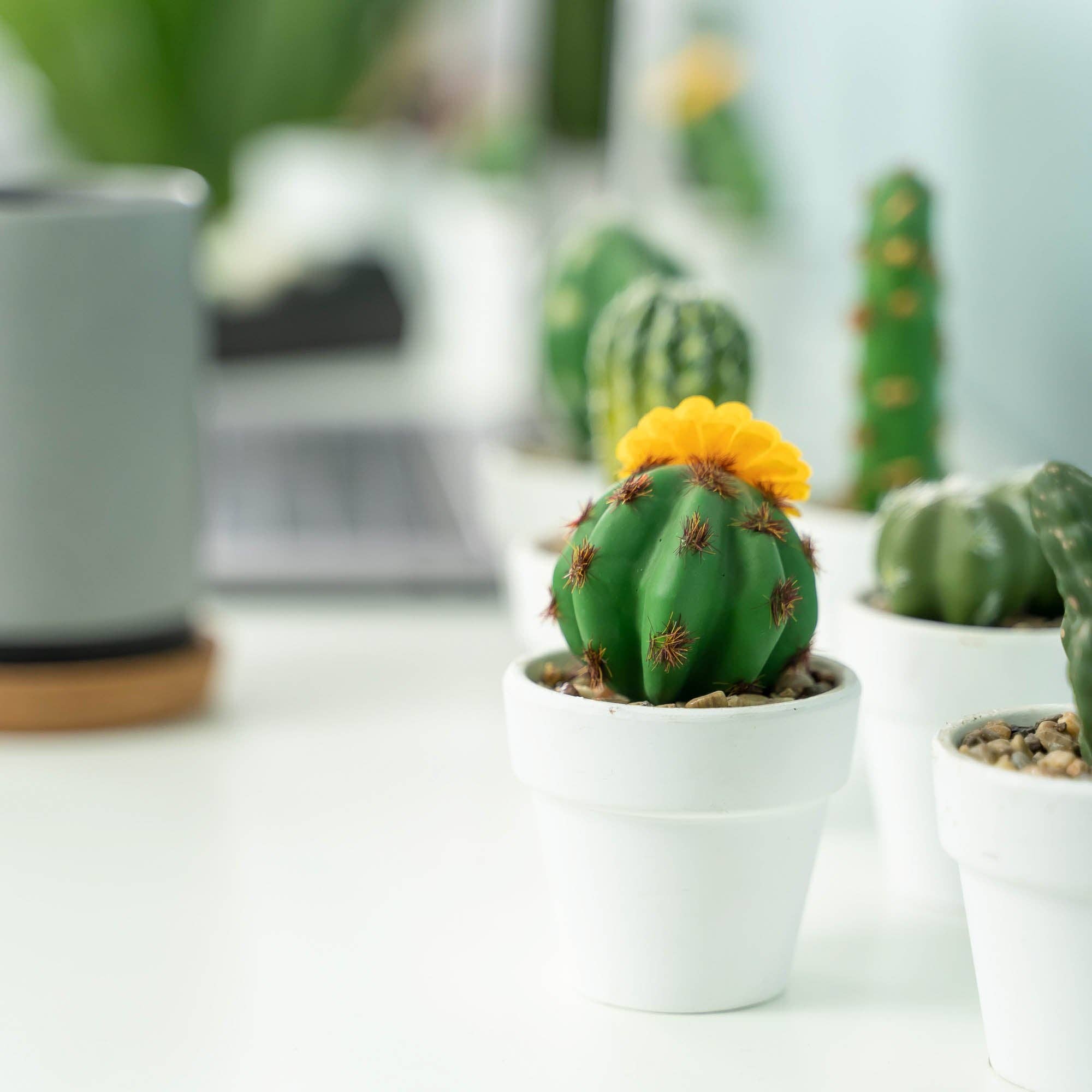 Portofino International Trading, USA - Wholesale Artificial Plant - Artificial Assorted Potted Cactus - Set of 1212