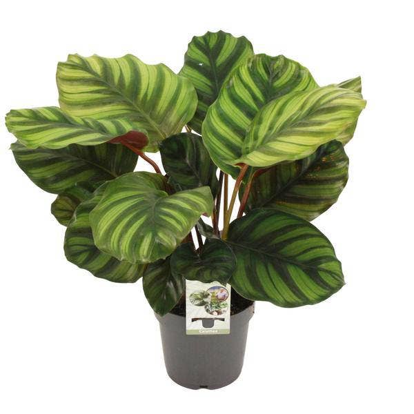 Oasis of Life - Wholesale Live Plant - Calathea fasciata – Basket Maranta – Houseplant – Ø14cm – Height approx. 50cm – Exotic Foliage Plant – Easy Care & Air Purifying – For Living Room & Office