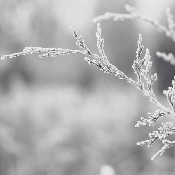 jeg fortjener fornyelseslys - pebermynte & fyrretræ for engroshandel hos je mérite, i deserve