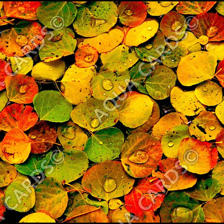 1054 - Hösten lämnar för wholesale av Aqua Cards