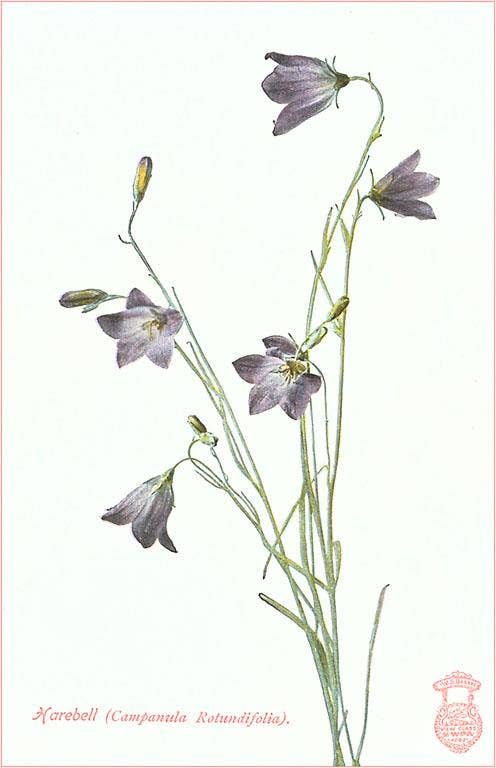 Found Image Press - Wholesale Sticker - Sticker FC-24 Harebell0