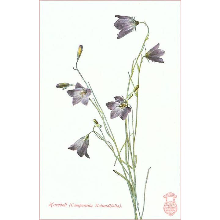 Found Image Press - Wholesale Sticker - Sticker FC-24 Harebell