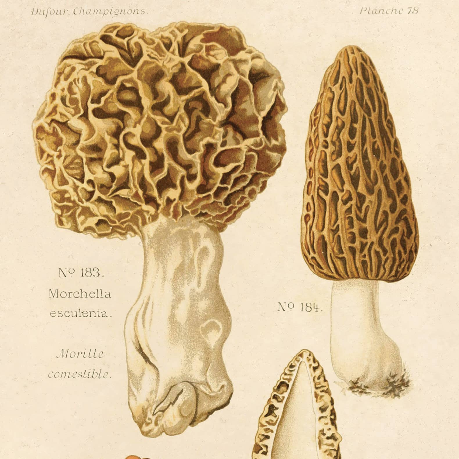 Curious Prints - Wholesale Art Print - Vintage Morels Mushroom Print w/ optional frame2
