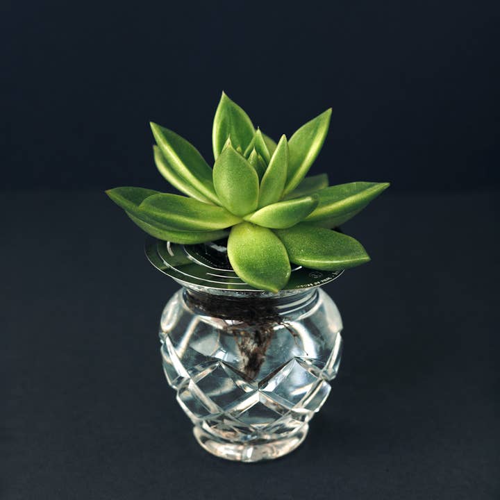 House Of Thol - Wholesale Plant Pot - HELIOS - Propagation Disk for Cuttings, Bulbs & Pits4