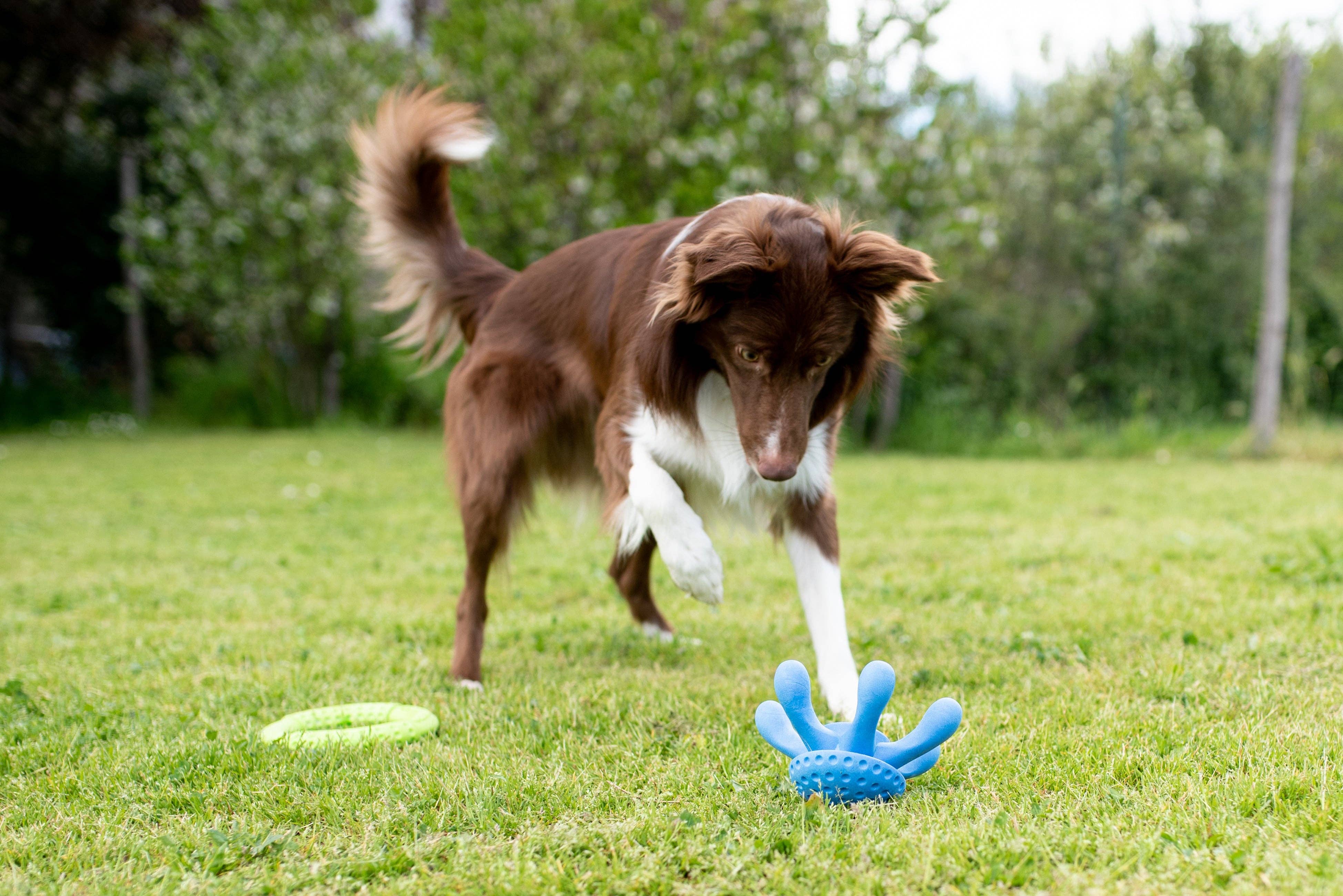 IGSM LTD – wholesale Pet toy – Dog – KIWI Walker Octopus Dog Toy - MINI6