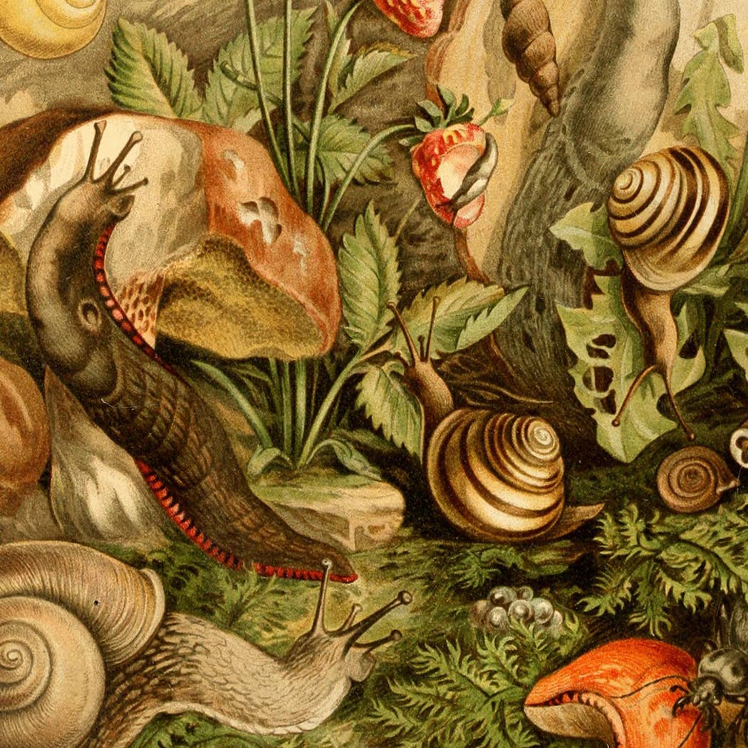 Madison Bay Co. - Historical Home Decor Reproductions – Großhandel Kunstdruck – Kunstdruck „Land Mollusks Cottagecore“, gerahmt1