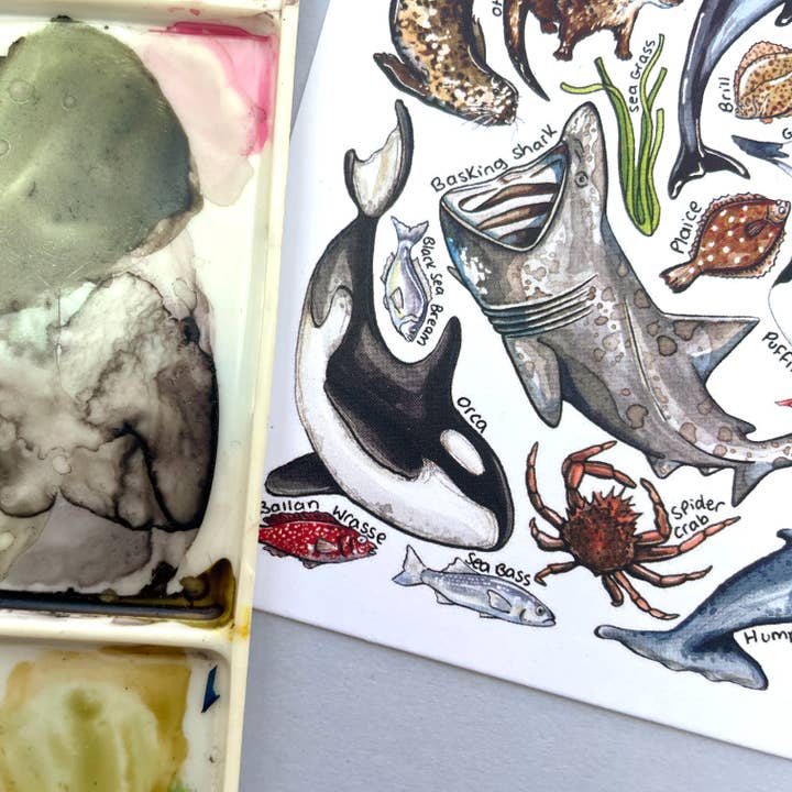 Alexia Claire Ltd – wholesale Postcard – Marine Wildlife of Britain Art Blank Postcard7