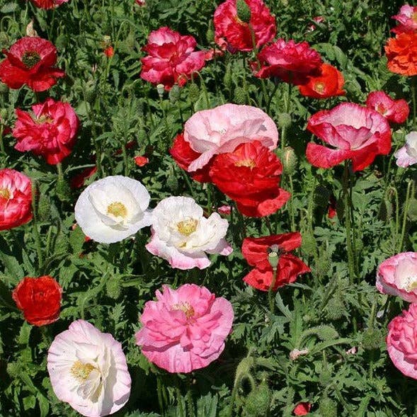 Herboo – wholesale Plant seeds – Flower Posy Seed Set2