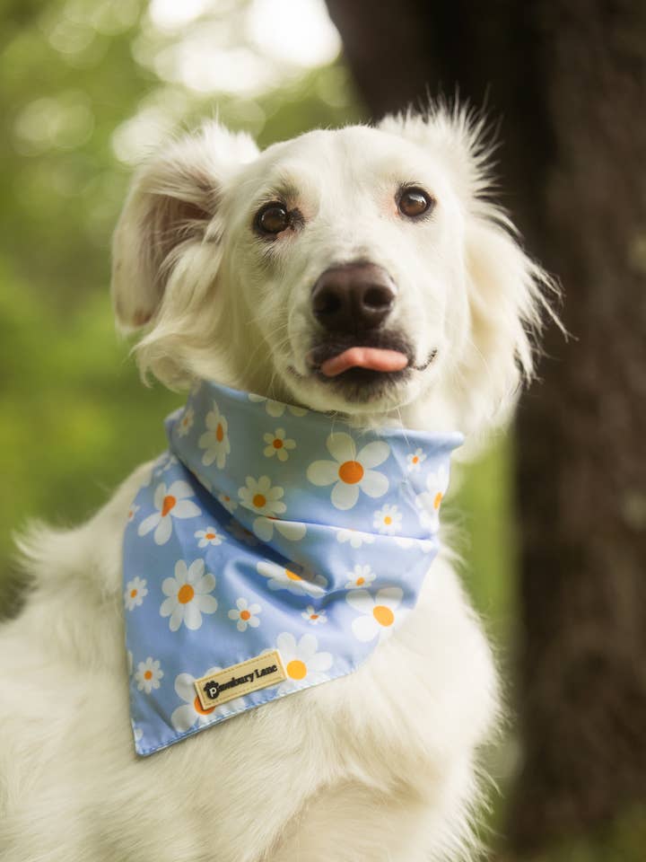 Pet Bandana - Daisy Day for wholesale by Pawsbury Lane