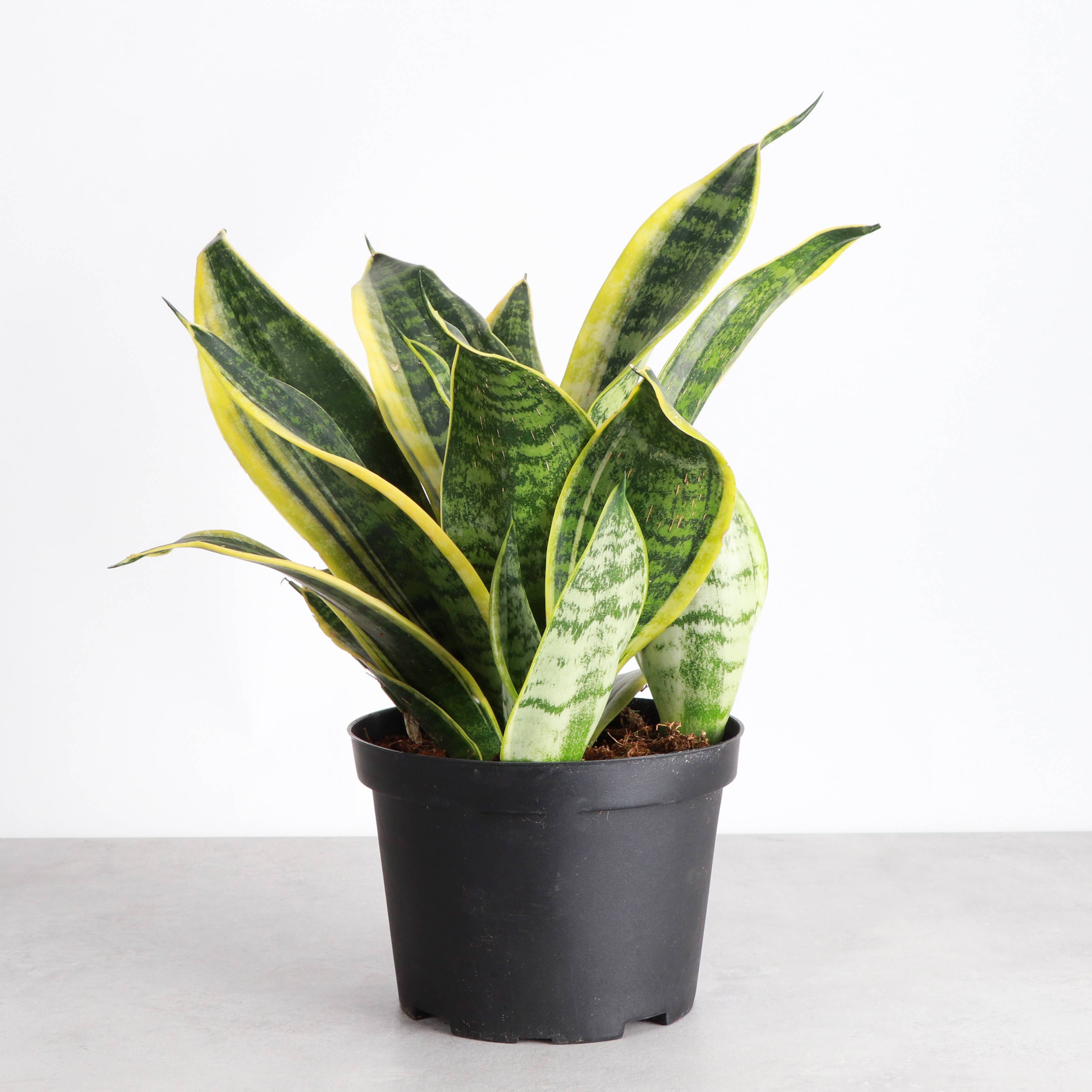 Thorsen's Greenhouse - Wholesale Live Plant - Snake 'Laurentii', Variegated Snake Plant - Live Plant5