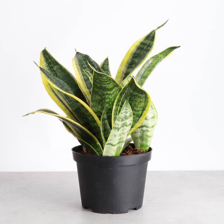 Thorsen's Greenhouse - Wholesale Live Plant - Snake 'Laurentii', Variegated Snake Plant - Live Plant5