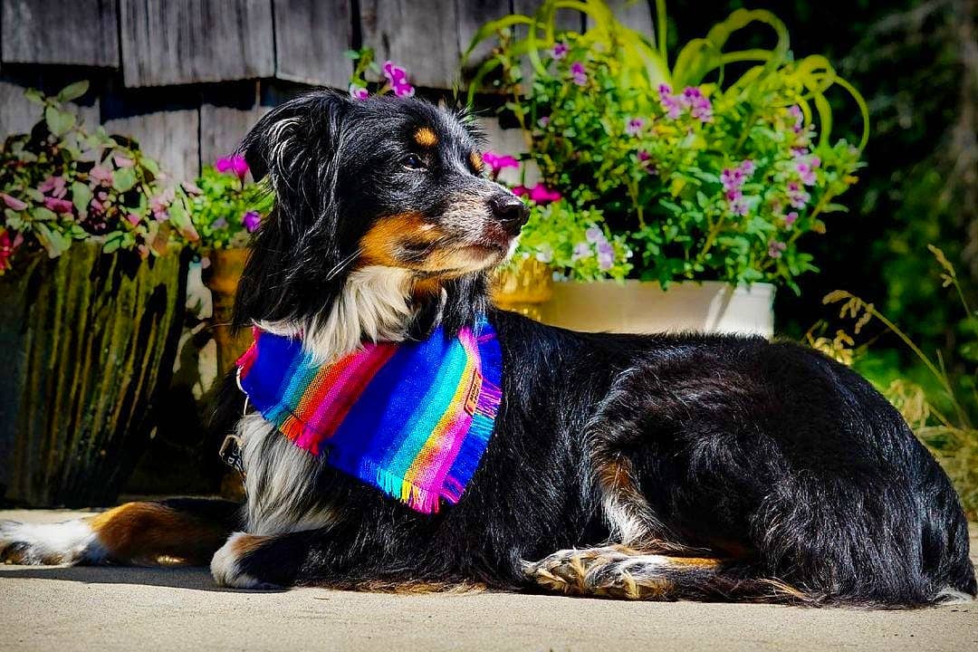 Mom And Pup Co. – Bandana - Cão por atacado – Bandana Cão Aztec - Bandana Cão Boho, Bandana de Cachorro Giro1