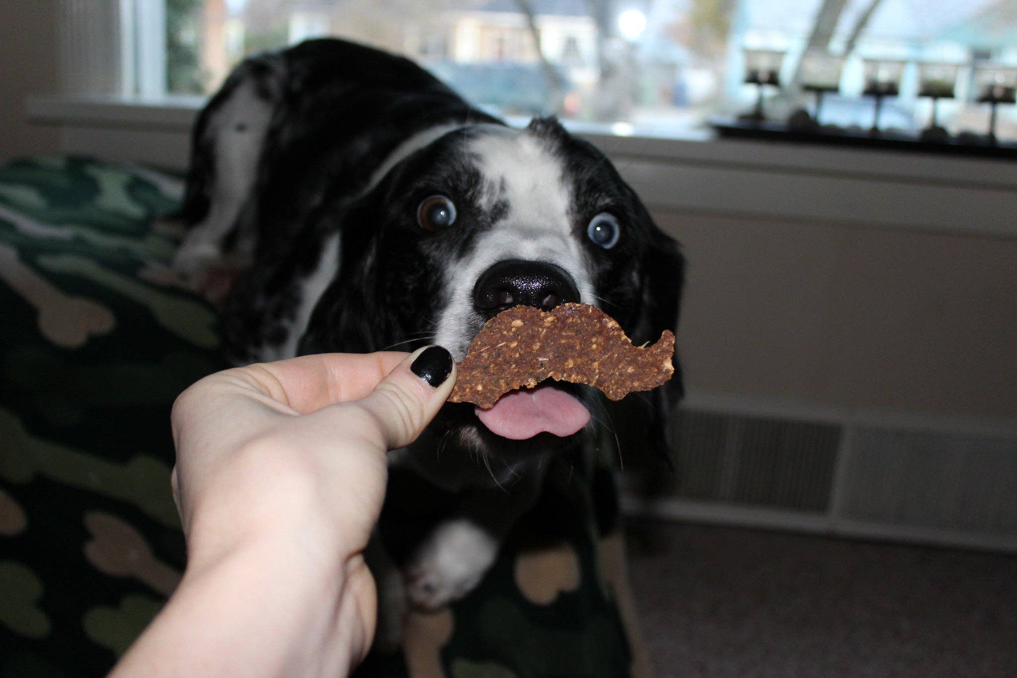 The Malted Mutt - Vente Friandises – chien - Pumpk'N Spice - Friandises naturelles pour chiens4