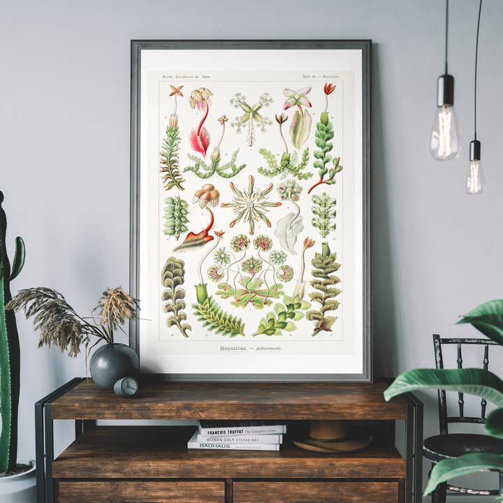 Hepatitis: hepáticas de lebermoose de Ernst Haeckel Print para venta al por mayor de Ink & Drop