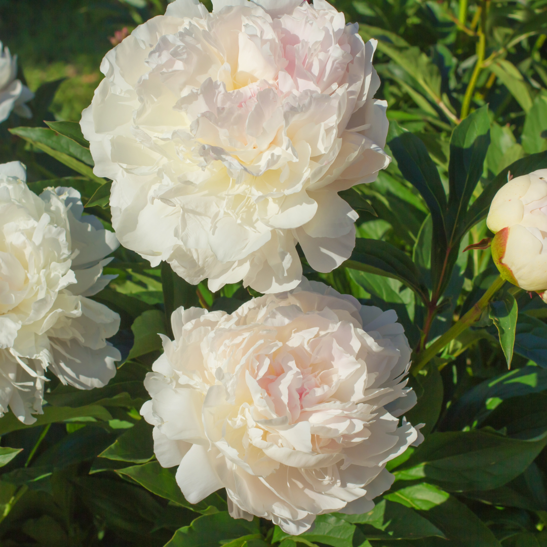 Thorsen's Greenhouse - Vente Plante - Bulbes de pivoines - Variétés multiples - Vivaces2