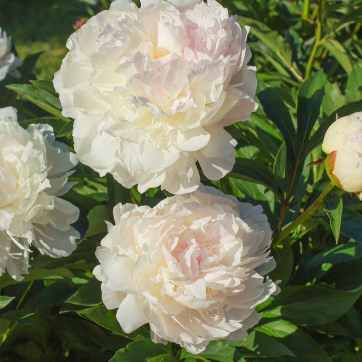 Thorsen's Greenhouse - Wholesale Live Plant - Peony Bulbs - Multiple Varieties - Perennial6